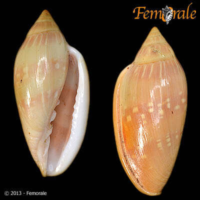 Image of Marginella Lamarck 1799