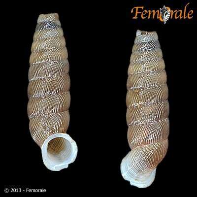 Imagem de Gongylostoma trimellata (Pfeiffer 1864)