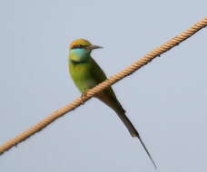 Image of Asian Green Bee-eater