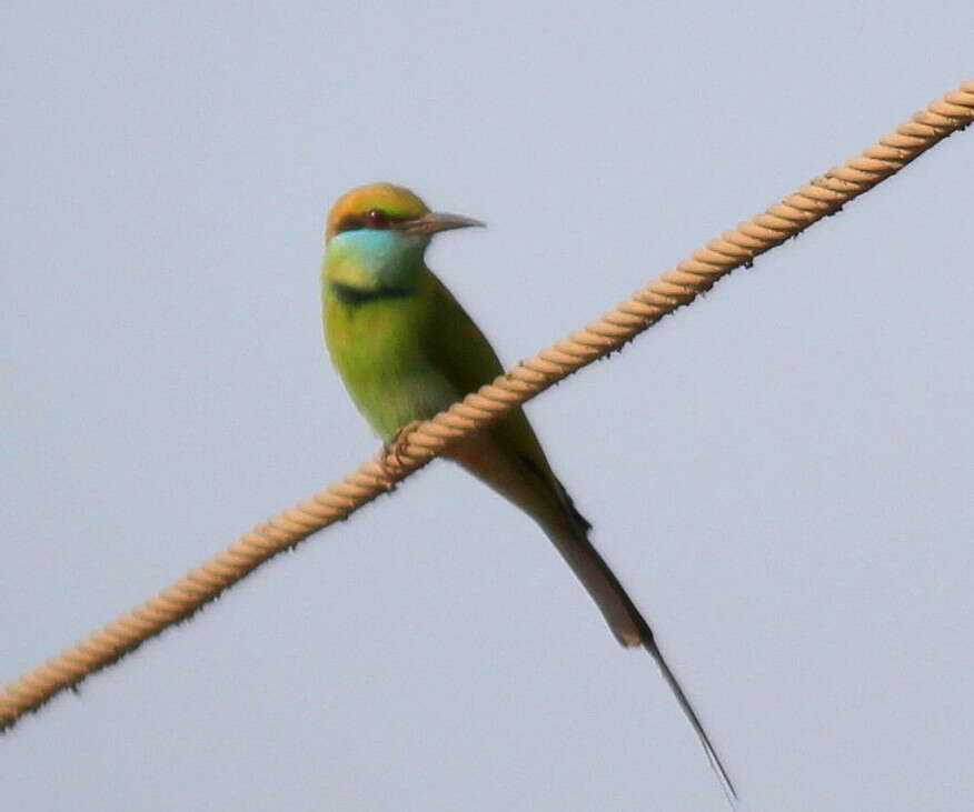 Image of Asian Green Bee-eater