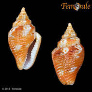 Image of Columbella Lamarck 1799