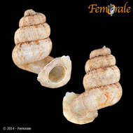 Image of Annulariidae