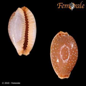 Image of half-extending cowry