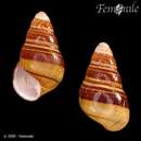 صورة <i>Achatinella vulpina</i> (Ferussac 1824)