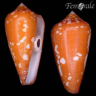 Image of Conus crocatus Lamarck 1810