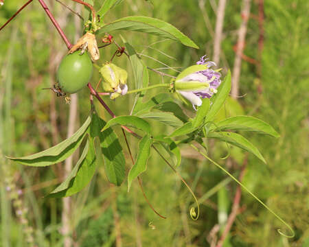 Plancia ëd Passiflora incarnata L.