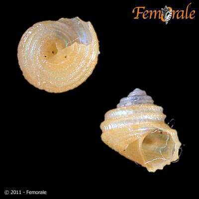 Image de <i>Margarites</i> cf. <i>lirulatus</i> (Carpenter 1864)