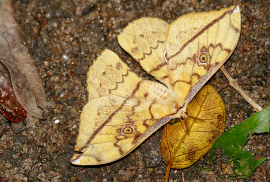 Image of Pselaphelia flavivitta (Walker 1862)