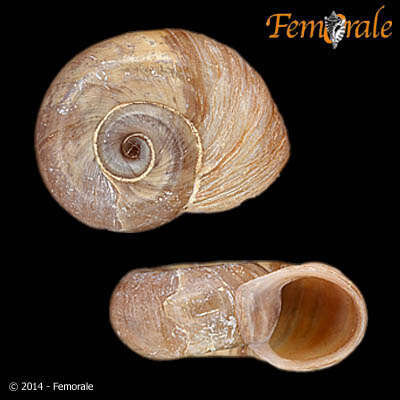 Image of ramshorn snails