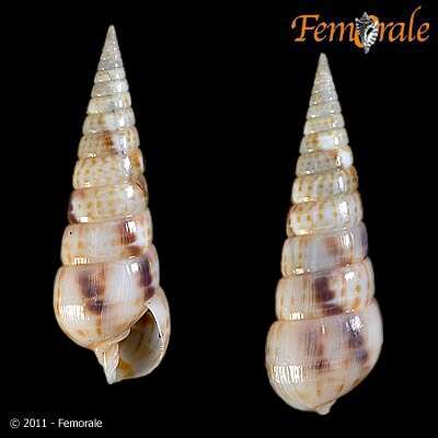 unclassified Gastropoda resmi