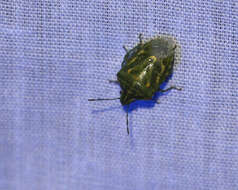 Image of Juniper Stink Bug