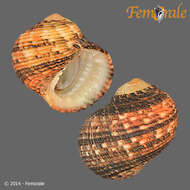 Image of Antillean nerite