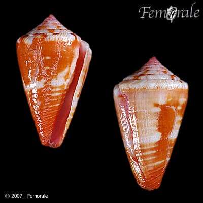 Image of cone snails