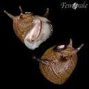 Image of horned nerite