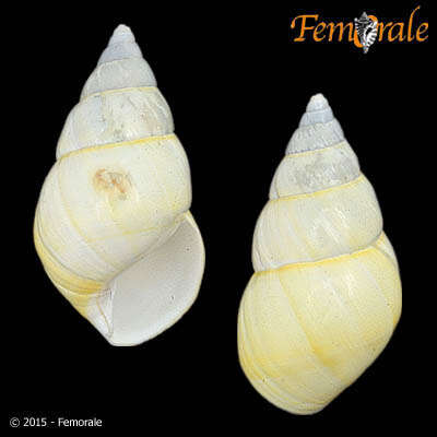 Image of Liguus fasciatus solidulus Simpson 1920