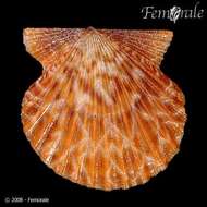 Image of Leptopecten Verrill 1897