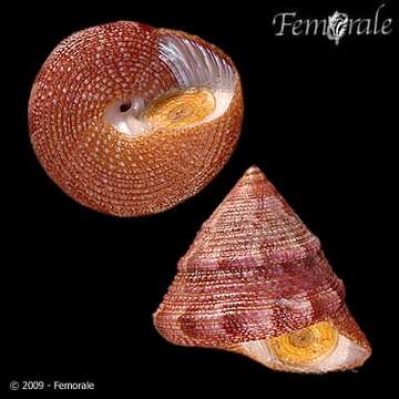 صورة Calliostomatidae Thiele 1924