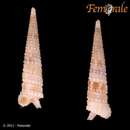 Euthymella elongata (Laseron 1958) resmi