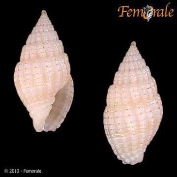 Sivun Vexillum approximatum (Pease 1860) kuva