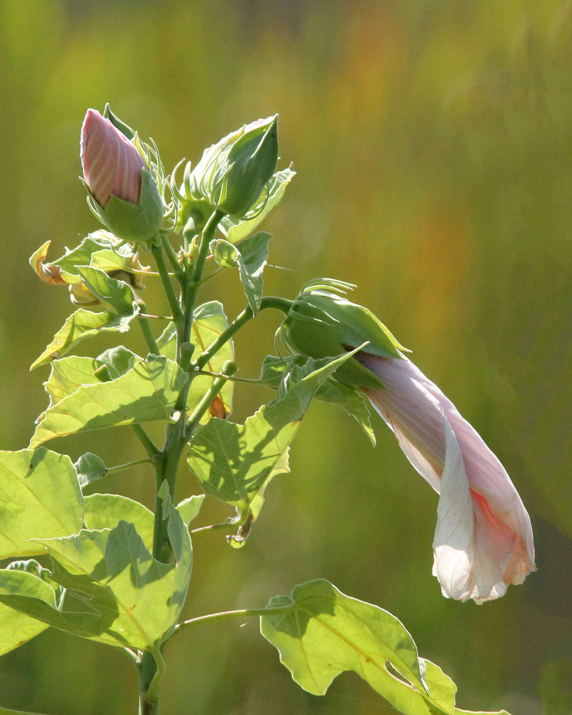 Image of swamp rosemallow