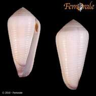 Image of cone snails