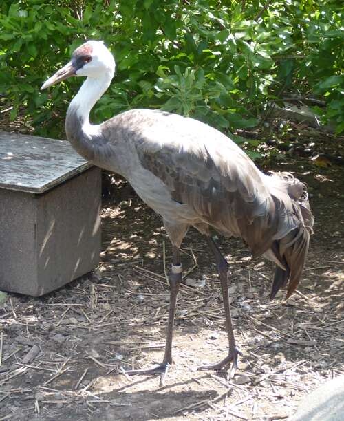 Image of Hooded Crane