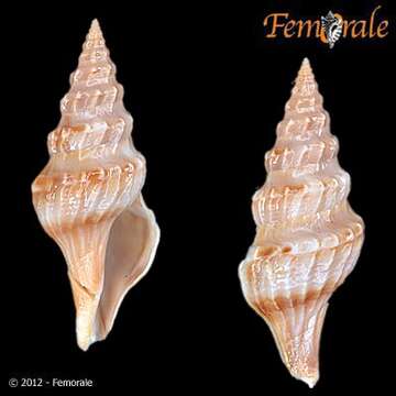 Image of Fusiturridae Abdelkrim, Aznar-Cormano, Fedosov, Kantor, Lozouet, Phuong, Zaharias & Puillandre 2018