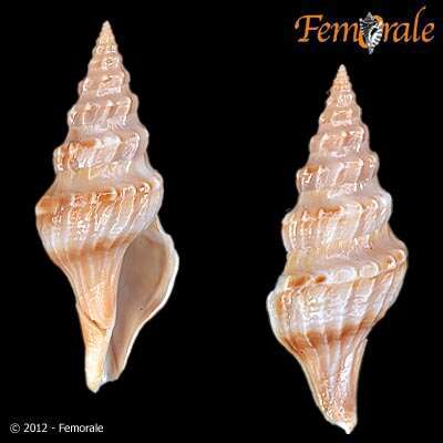 Image of Fusiturridae Abdelkrim, Aznar-Cormano, Fedosov, Kantor, Lozouet, Phuong, Zaharias & Puillandre 2018