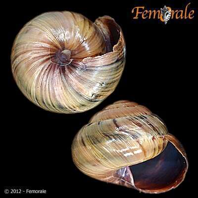 Imagem de Helminthoglyptidae