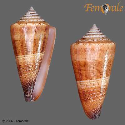 صورة Conus furvus Reeve 1843