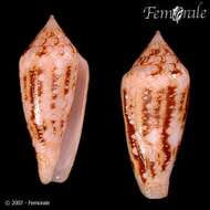 صورة Conus legatus Lamarck 1810