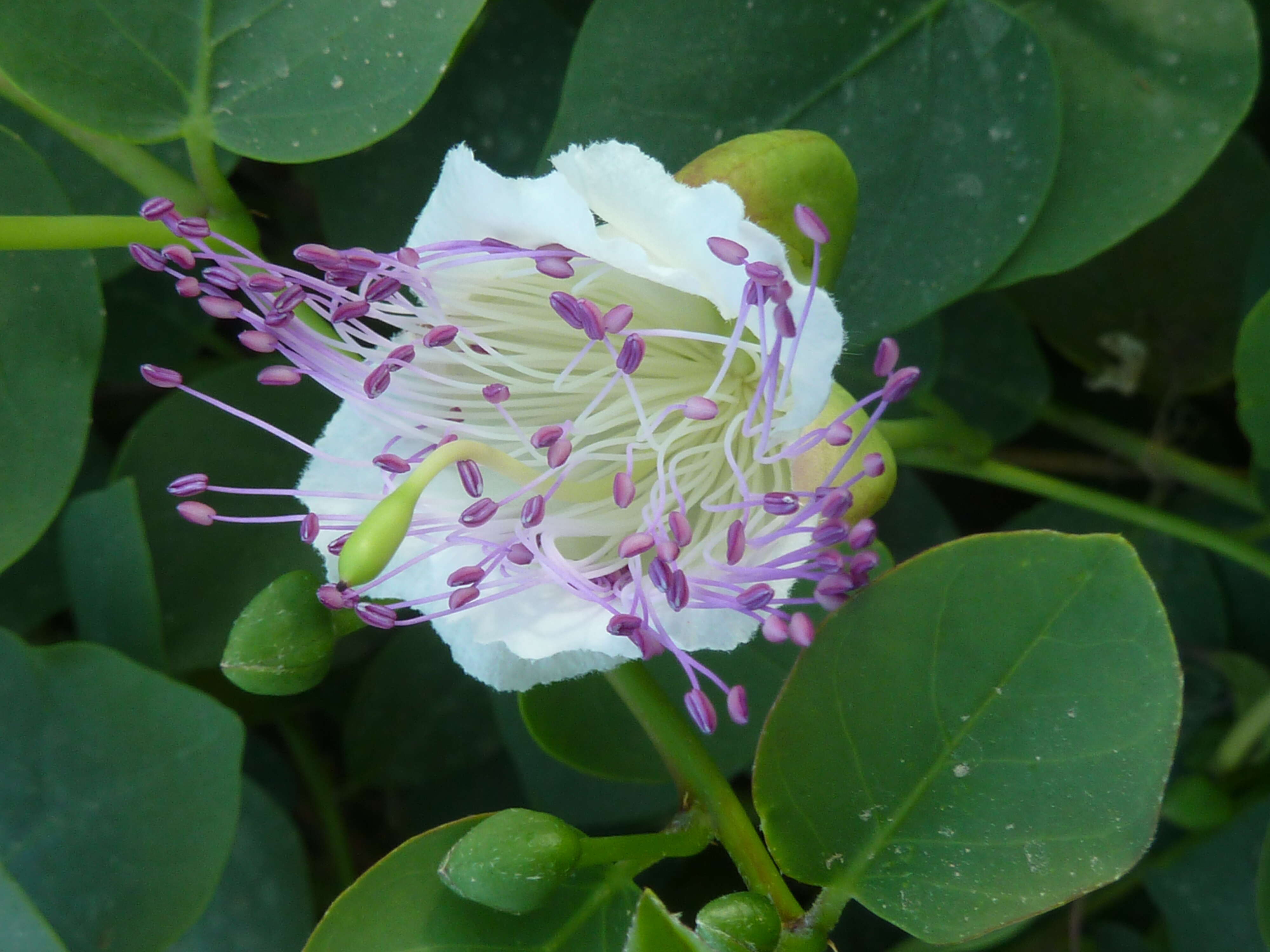 Image de Capparis spinosa L.