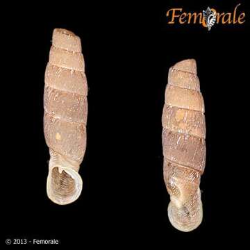 Image of Cylindronenia Ehrmann 1949