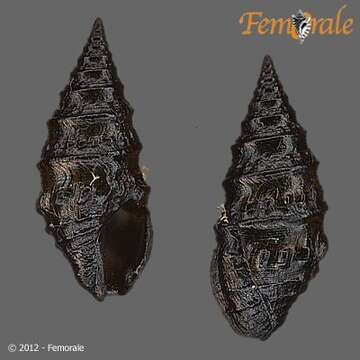 Image of Pseudomelatomidae J. P. E. Morrison 1966