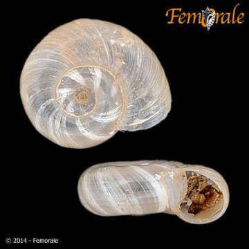 Image of ramshorn snails