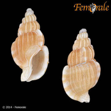 صورة Cancellariidae Forbes & Hanley 1851