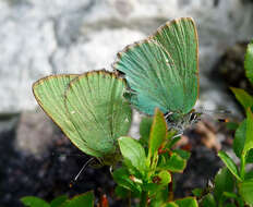 Plancia ëd Callophrys rubi (Linnaeus 1758)