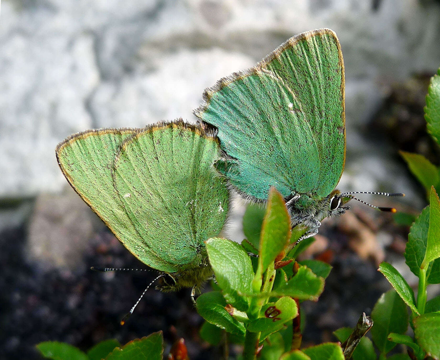 Plancia ëd Callophrys rubi (Linnaeus 1758)