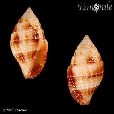 Image de Turbinelloidea Rafinesque 1815