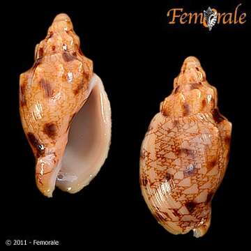 Image of Odontocymbiola Clench & R. D. Turner 1964