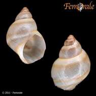 Image of chink snails