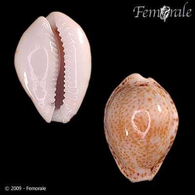 صورة Cypraea acicularis sanctahelenae Schilder 1930