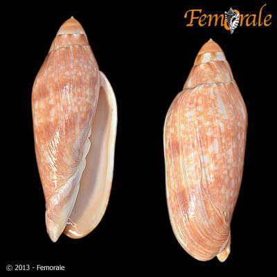 Image of Volutoconus Crosse 1871