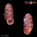 Sivun <i>Gastrocopta pellucida hordeacella</i> (Pilsbry 1890) kuva