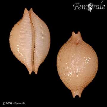 صورة <i>Cypraea cicercula</i>