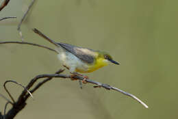 Image of Green-capped Eremomela