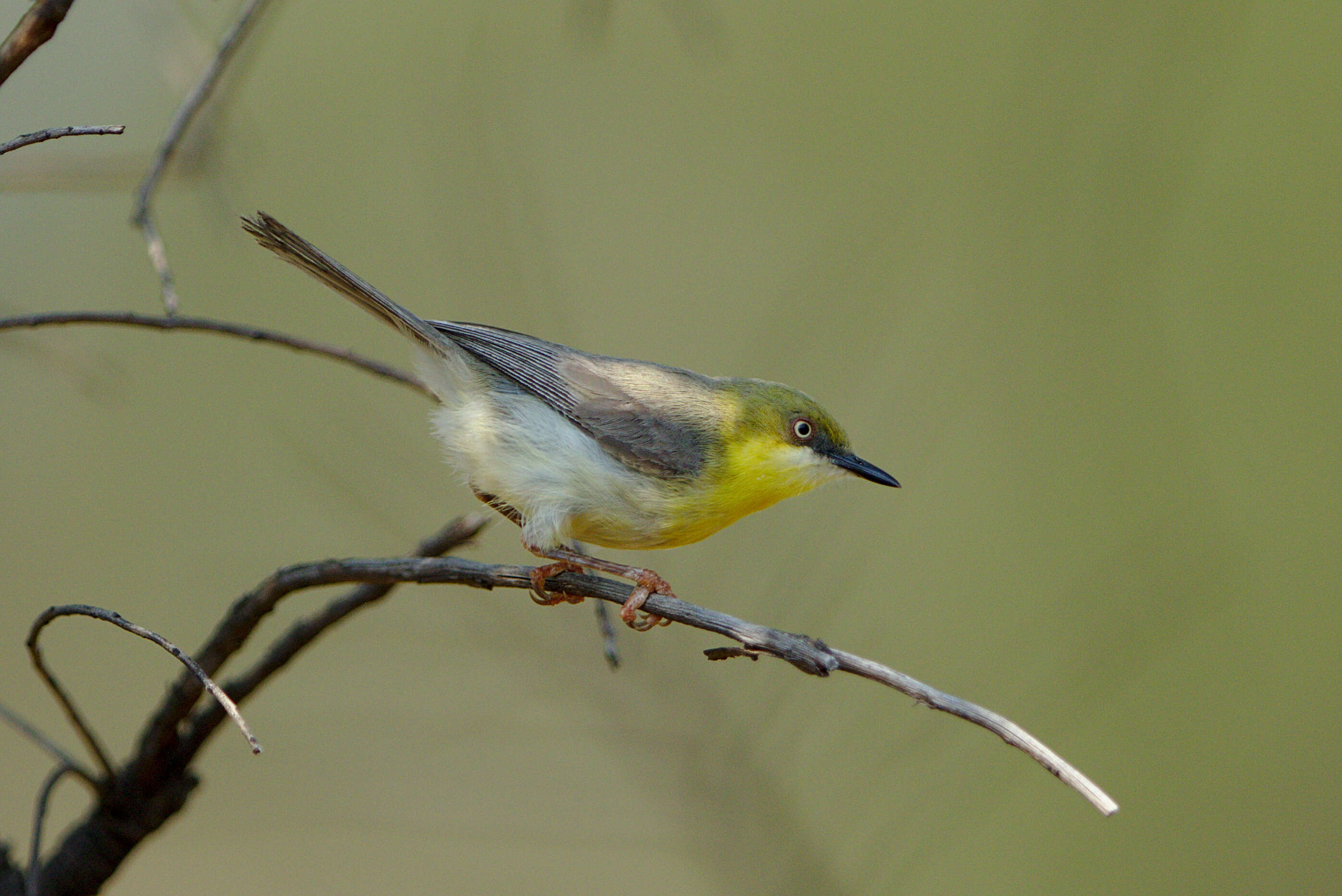 Image of Green-capped Eremomela