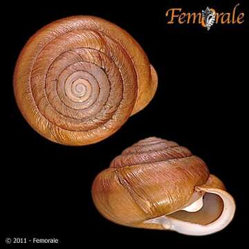 صورة <i>Mesodon elevatus</i> (Say 1821)