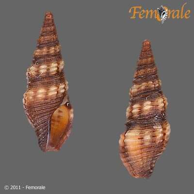 Pseudomelatomidae J. P. E. Morrison 1966的圖片