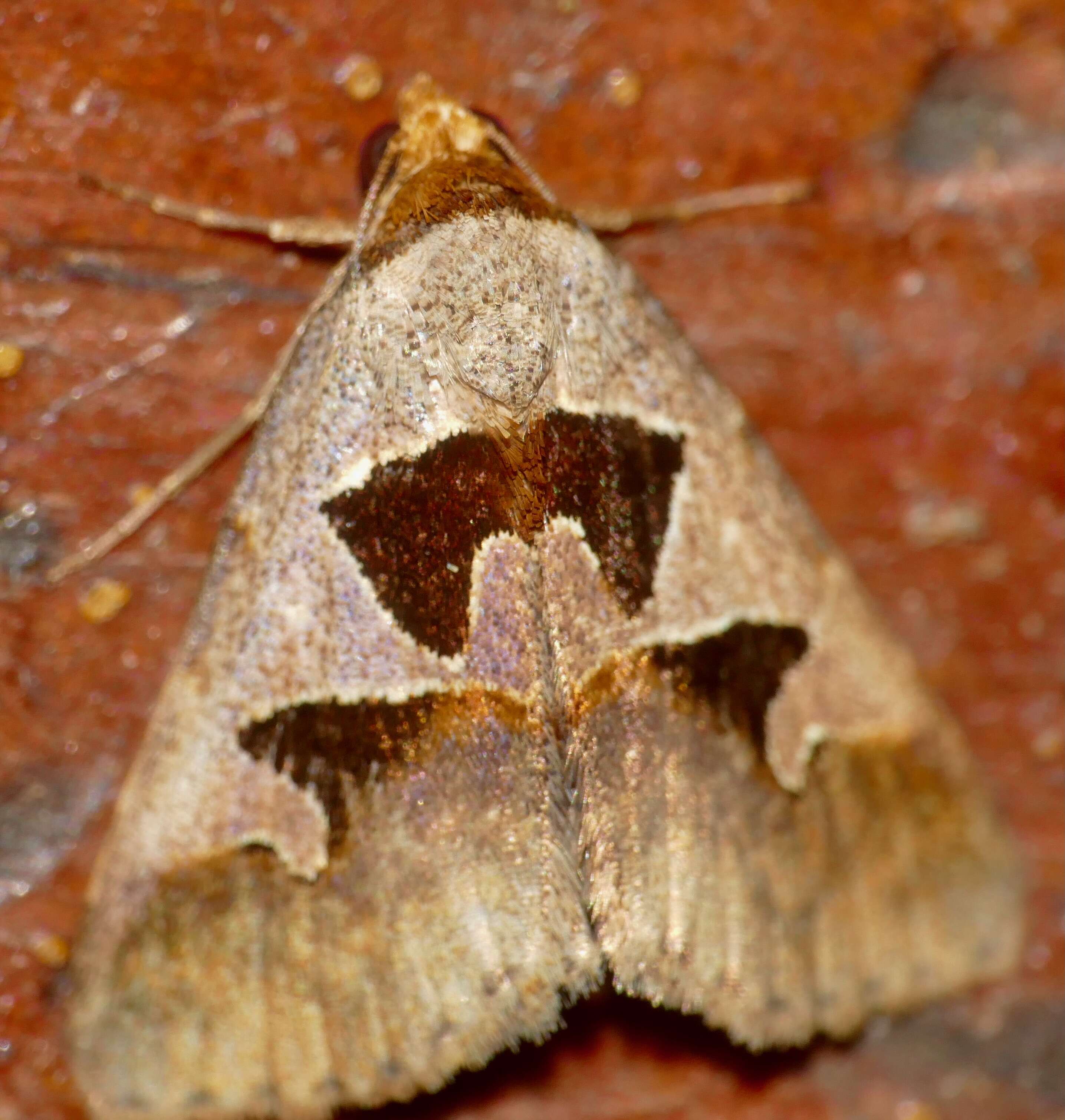 Image of Anoba atripuncta Hampson 1902